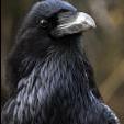Raven94